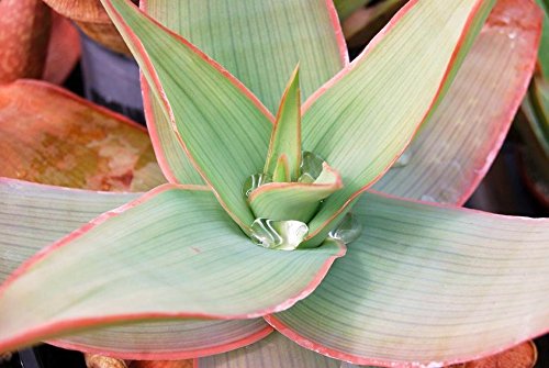 ALOE STRIATA pink coral exotic garden succulent rare cacti desert seed 100 SEEDS