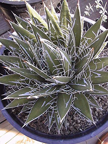 Heirloom Agave Filifera Rare Succulent Thread Leaf Plant Seed Exotic Garden Aloe 15 Seeds