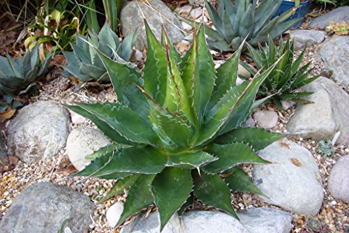 Heirloom Agave Montana Rare Succulent Hardy Century Plant Exotic Garden Seed 15 Seeds