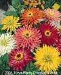 300 Burpeeana Giant Mix Cactus Flowered Zinnia Elegans Flower Seeds