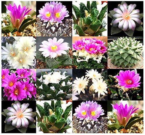 5 X Ariocarpus Species Seed Rare Mix Rock-like Form And Textured Cactus Succulent Aka Living Rocks Fresh Seeds