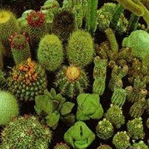 Cactus Mix- 25 Seeds