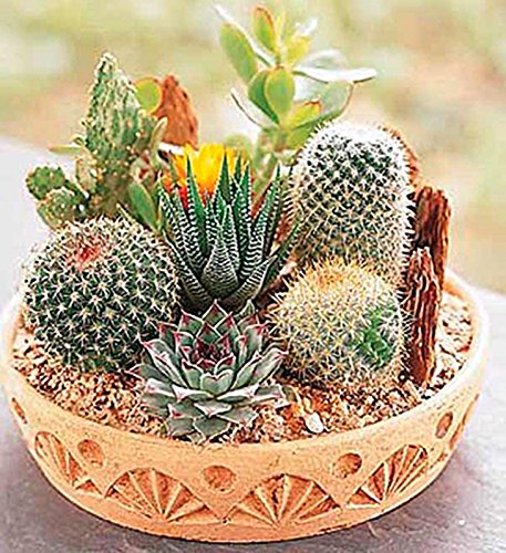 Cactus Seeds Mix Organic Ornamental Seed