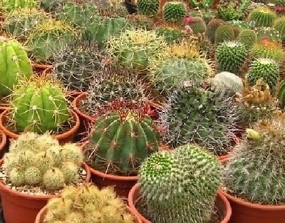 Cactus Seeds Mix Seeds Cacti 100 Seeds