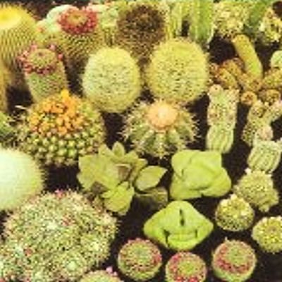 Cactus cacti variety mix 50 seeds