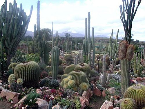 CactusStore Cactus Seed Mix - 20000 seeds