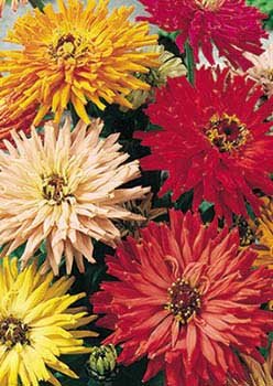 Davids Garden Seeds Flower Zinnia Cactus Flowered Mix Heat Tolerant D3651 multi Color 1000 Open Pollinated