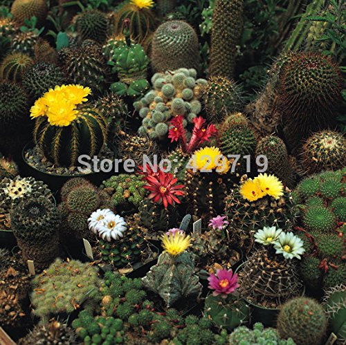 Hot Sale 100bag Cacti Cactus Seed Mix - Growing Cactus seeds is fun and rewarding--Perennial