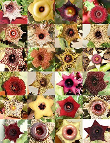 Huernia Mix Rare Asclepiad Plant Caralluma Exotic Orbea Cactus Succulent 5 Seeds