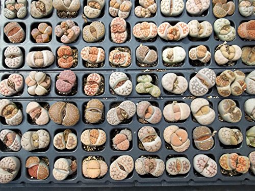 Living Stones Variety Mix Sold By Exotic Cactus Rocks Stone Cactus Cacti Exotic Rare Succulents Seed 50 Seeds