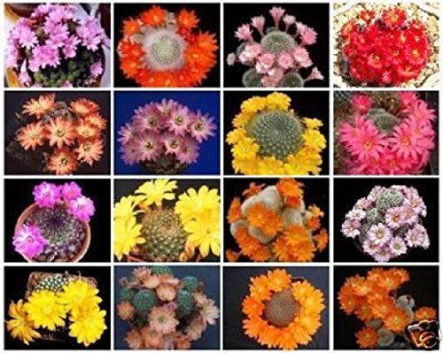 Rebutia Variety Mix Exotic Flowering Color Cacti Rare Cactus Aloe Seed 50 Seeds