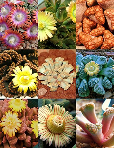 Titanopsis Mix Sold By Exotic Cactus Succulent Cactus Mixed Living Stones Rocks Plant Seed 50 Seeds