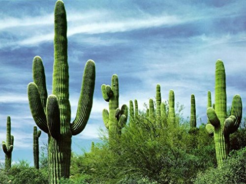 10 Giant Saguaro Cactus Seeds carnegiea Gigantea  Classic Southwestern Cacti