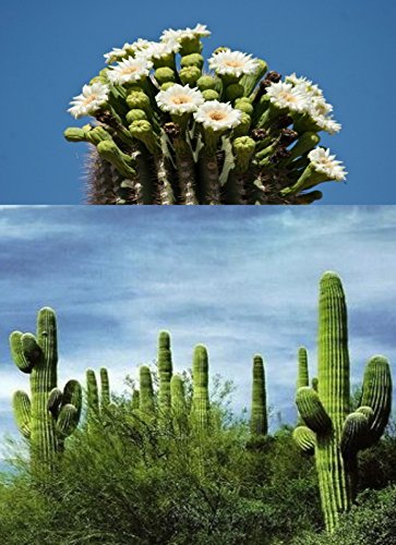 10 PC Saguaro Cactus Seeds -Giant Desert Plant-M