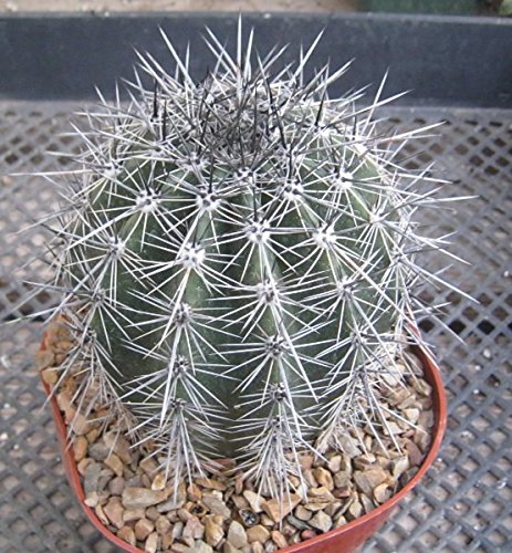 5000 Seeds Carnegia Gigantea saguaro