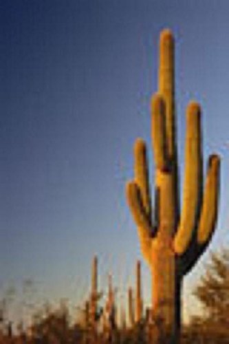 Carnegia Gigantea Saguaro Cacti Cactus Seed 20 Seeds