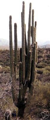 Carnegia gigantea GIANT SAGUARO CACTUS Seeds