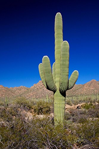 Giant Saguaro Carnegiea gigantea