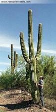 Saguaro Seeds - Carnegiea Gigantea 15 Fresh Seeds