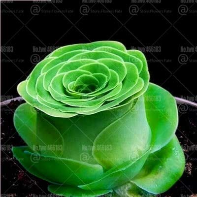 200pcs Mountain Rose Succulents Bonsai Plants Perennial Indoor Succulent Plant for Home Garden Flower Plants