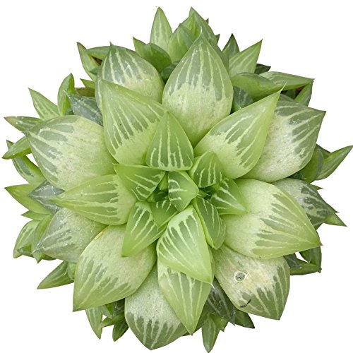 Live Window Haworthia Succulent  Star Window Plant  Indoor Succulents Gift Decoration 6 inch