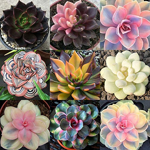 Mggsndi 100Pcs Mixed Rare Succulents Plant Seeds Garden Balcony Perennial Bonsai Decor - Heirloom Non GMO - Seeds for Planting an Indoor and Outdoor Garden Succulent Seeds 100pcs