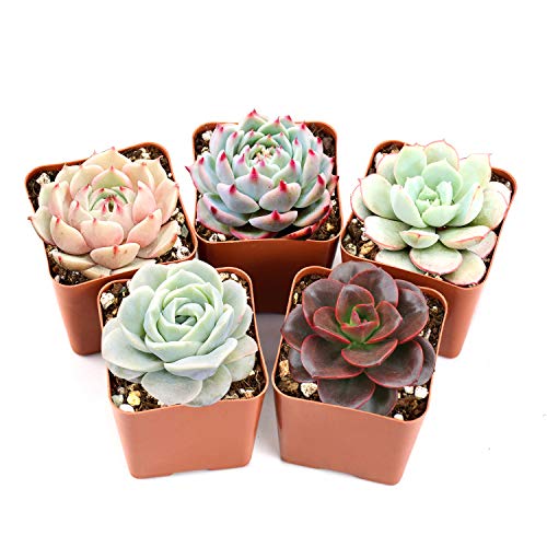 Succulent Plants 5 Pack of Assorted Rosettes Fully Rooted in 2 Planter Pots with Soil Valentines Day Gift Rare Varieties Unique Real Live Indoor SucculentsCactus Décor