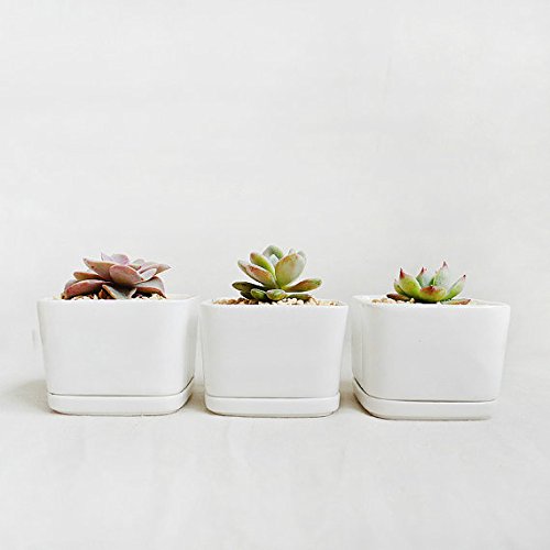 Square Modern Minimalist White Ceramic Succulent Pot with ceramic tray Perfect planterflower pot for succulentcactiflowers live or artificial plants for home or office PLA0011-22