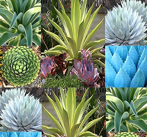 20 Agave Species Seeds Mix - Excellent House Plants Cactus Cacti Succulent 4 Greenhouse Home Outdoor Too