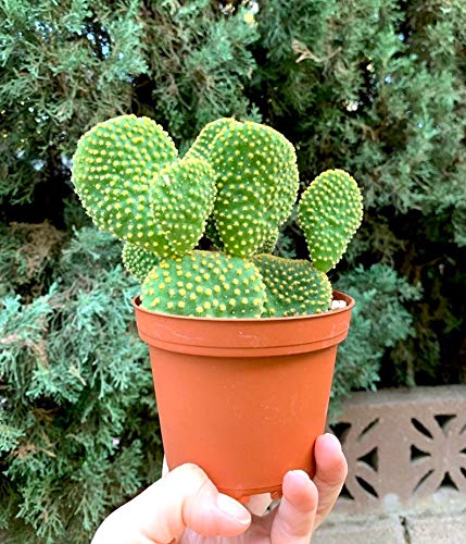 3-Pack 4 Cactus Plants-House-Warming Cactus Plants-Cacti Succulent-Potted Plant-Live Cactus-Succulent-
