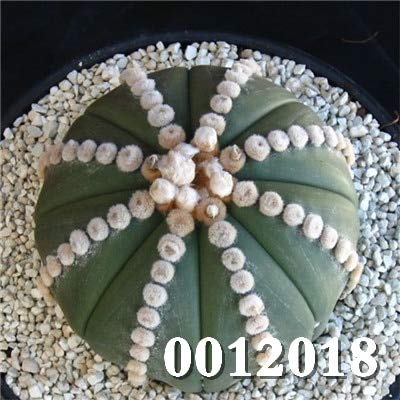 AGROBITS Hot Sale 100 Pcs 100 Authentic Mix Lithops Bonsai Succulent Potted Plants Rare Plants Bonsai Organic for Home Garden Decor 6