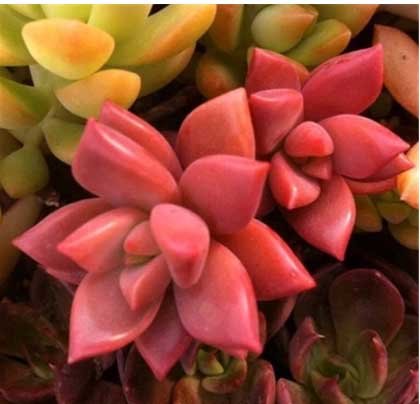 Desktop flower fairy succulents potted plants bonsai radiation seed 10 seeds