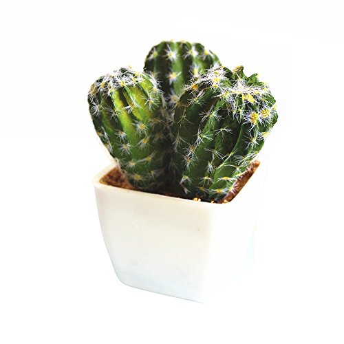 Unetox Succulent Plants Simulation Tropical Plants Cactus Bonsai DIY Succulents Potted Plants with Soil Home Decoration D