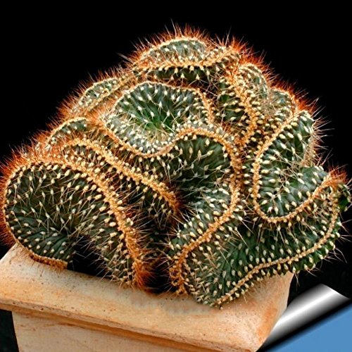 chicoco 100Pcs Mini Cactus Astrophytum Succulents Potted Plants Seeds DIY Home Garden Cactus Seeds
