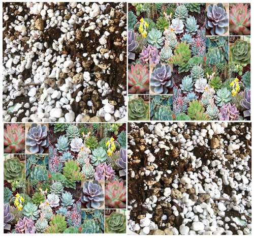 QUART x Cactus Succulents Soil Mix - Your Cacti Succulent Will Be Very Happy - By MySeedsCo