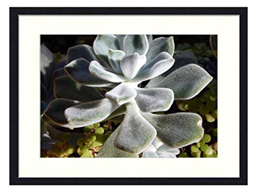 OiArt Wall Art Canvas Prints Wood Framed Paintings Artworks Pictures20x14 inch - Panda Plant Succulent Houseplant Potted Plant