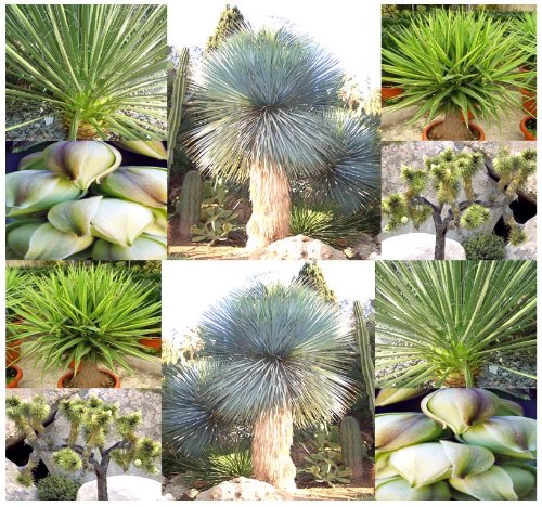 1000 x Yucca species mix Seed Seeds - Species include Yucca baccata brevifolia angustifolia torreyi whipplei glauca elata and others - EXCELLENT CACTUS SUCCULENT HOUSEPLANTS FOR INDOOR