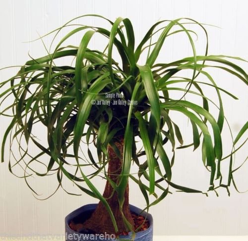 Beaucarnea Recurvata Ponytail Palm Seeds Succulent Houseplant Rock Garden Bonsai