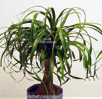 Beaucarnea recurvata Ponytail Palm 10 Seeds Succulent Houseplant Rock Garden Bonsai