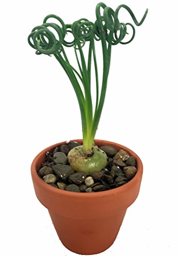 Rare Frizzle Sizzle Plant - Albuca - STRANGE - 3 Bulbs - Succulent House Plant