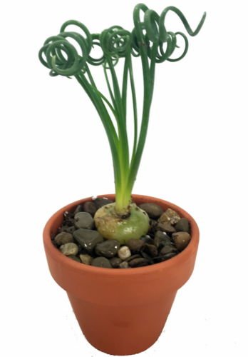 Rare Frizzle Sizzle Plant - Albuca - STRANGE - 3 Bulbs - Succulent House Plant