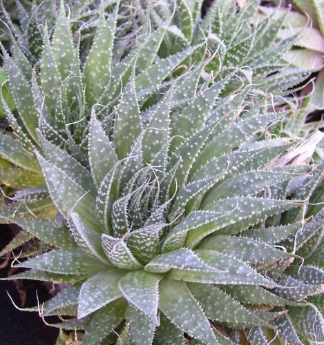 Spider Aloe - A aristata - succulent cactus houseplant - 35 Pot