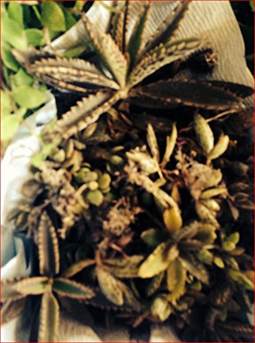 1-mother Of A Thousands kalanchoe Mexican Hat Plant Cactus Succulents Houseplant