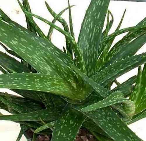 Aloe Vera - Medicinal Succulent Houseplant - 35&quot Pot