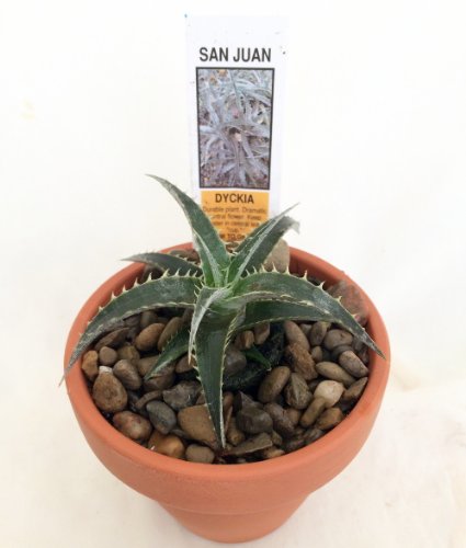 San Juan Dykia Plant - 3&quot Pot - Easy To Grow House Plant - Succulent Bromeliad
