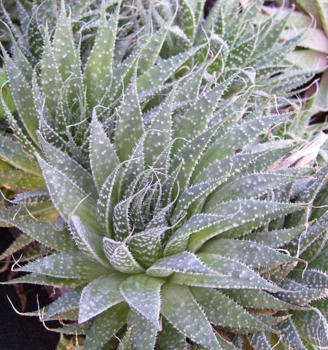 Spider Aloe - A Aristata - Succulent Cactus Houseplant - 35&quot Pot