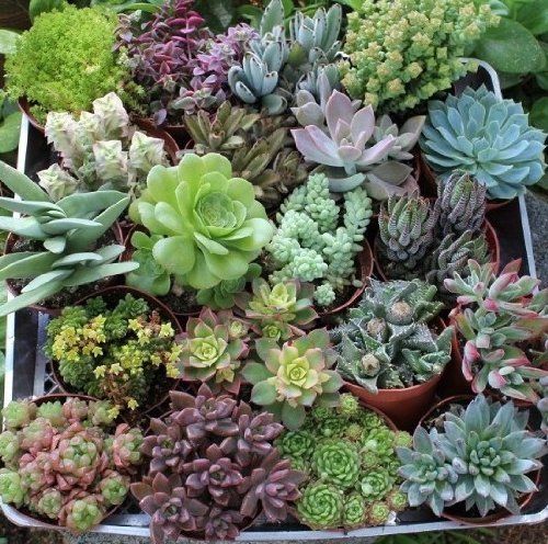 40 Assorted 4&quot Inch Succulents In Their Plastic Containers The Perfect Wedding Favor