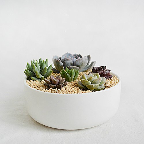 Big Round White Porcelain Succulent Planter-White Ceramic Succulent Planter