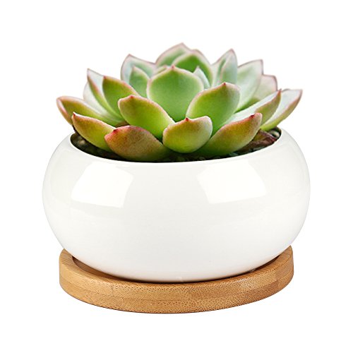 Celestte Small Round Modern White Ceramic Succulent Planter Pot