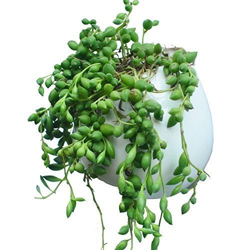 Celestte Succulent Planter Mini Round White Ceramic Hydroponic Wall-mounted Flower Pots